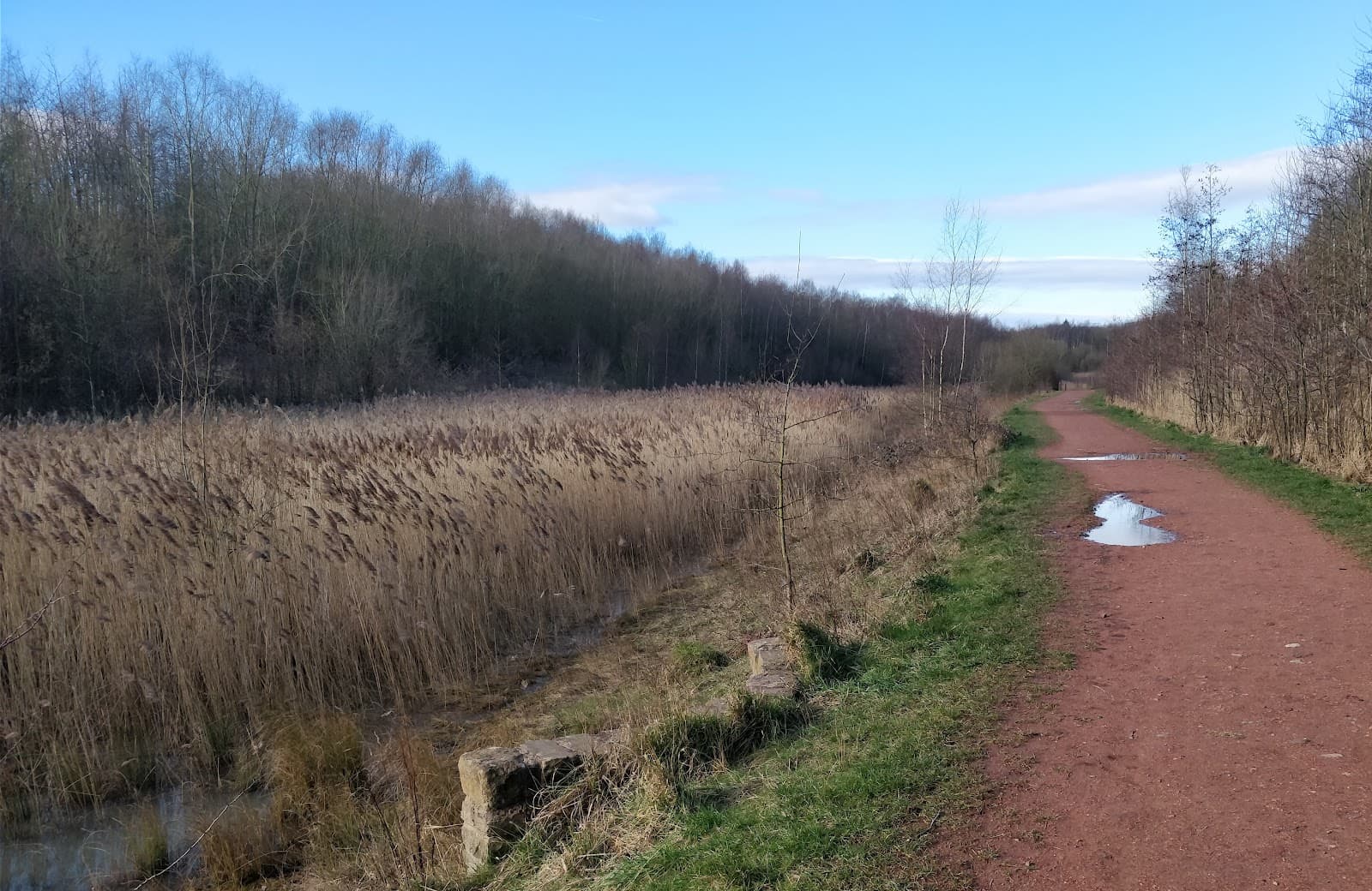 Brodsworth Community Woodland - Image 1
