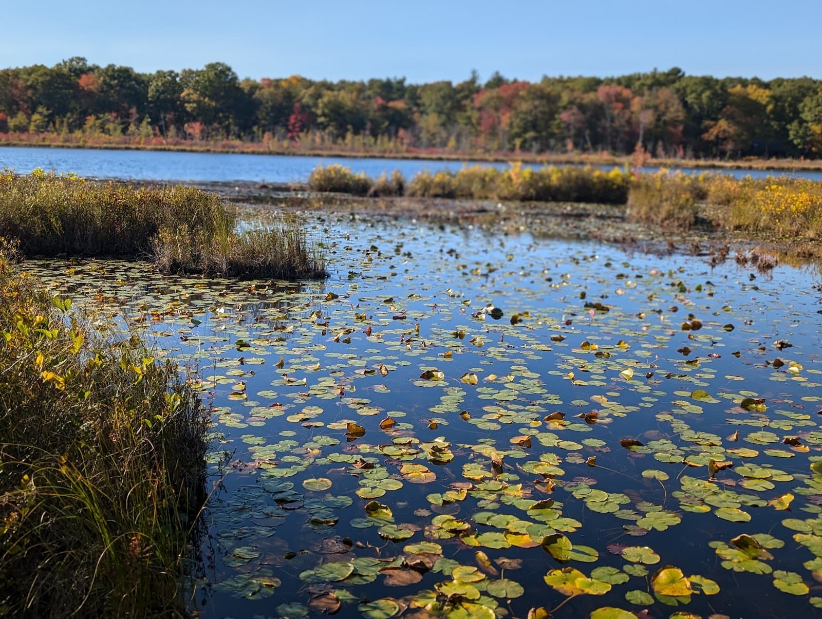 Grassy Pond Conservation Area - Image 1