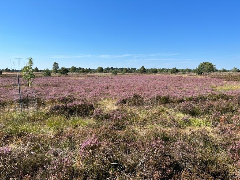 Osterheide - Image 1