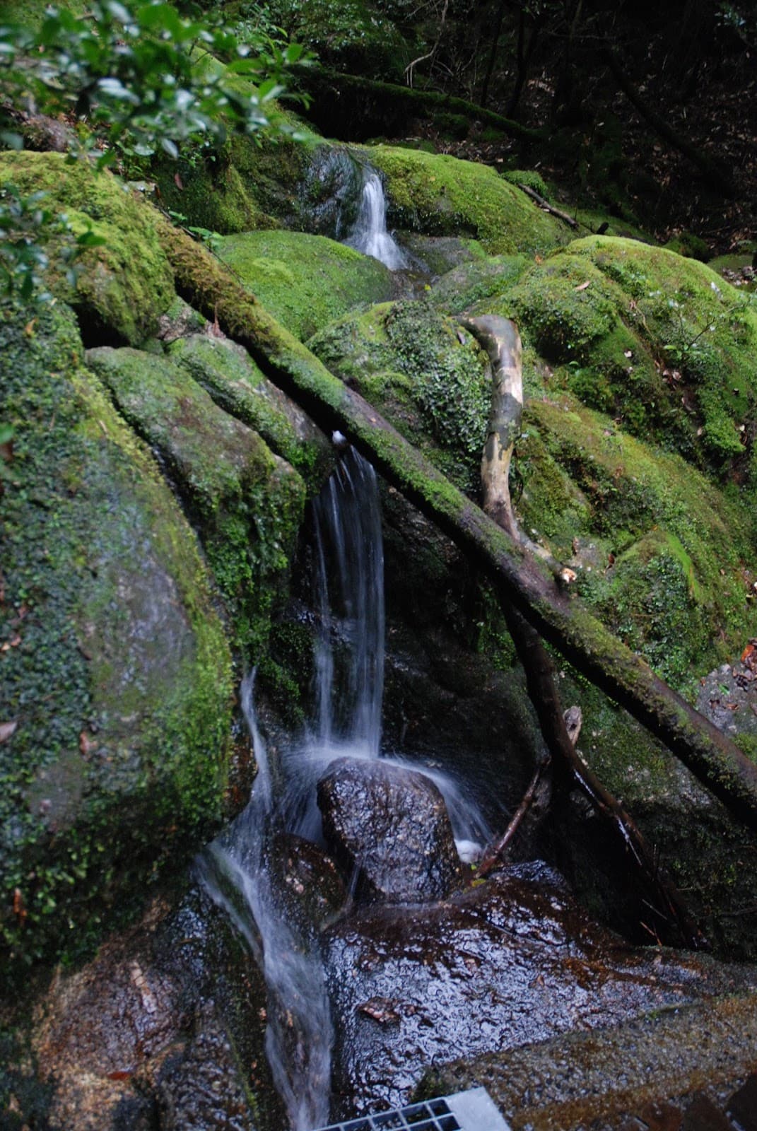 Yakushima - Image 1
