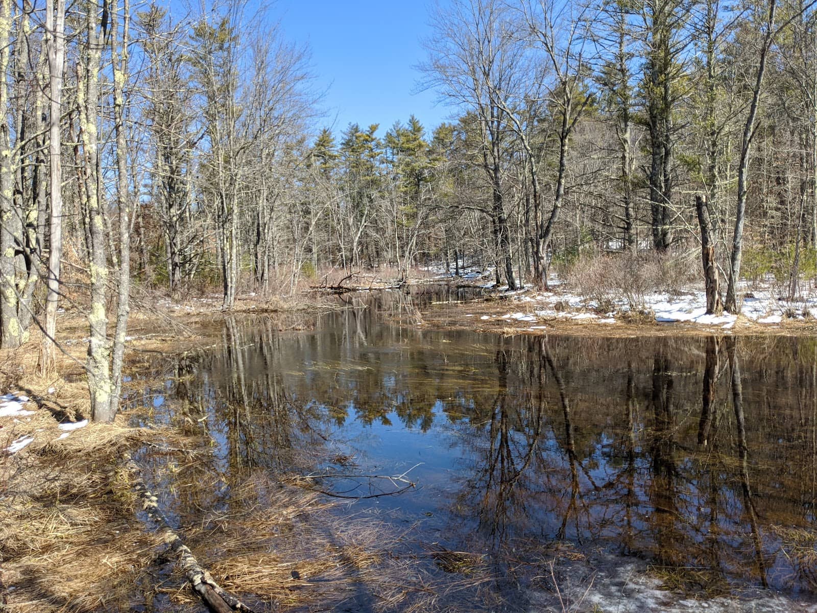 Botanical Discoveries