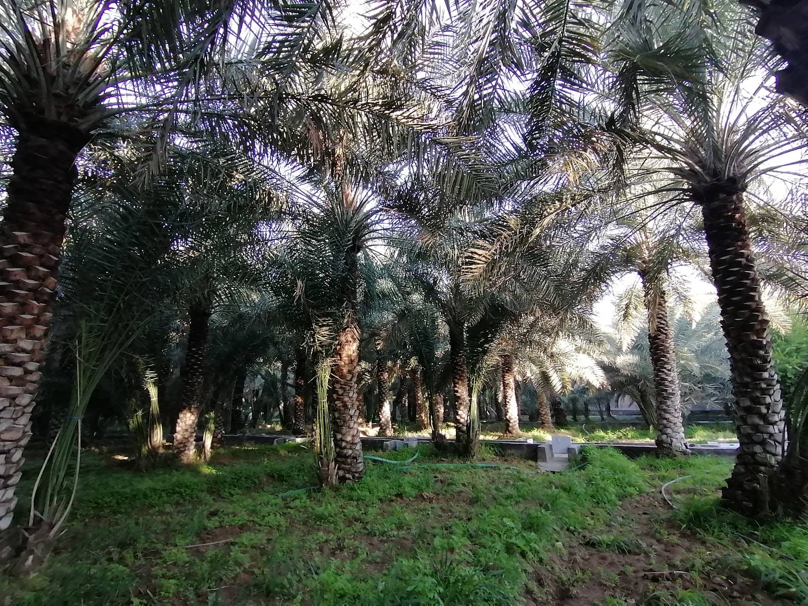 Date Farms & Greenery