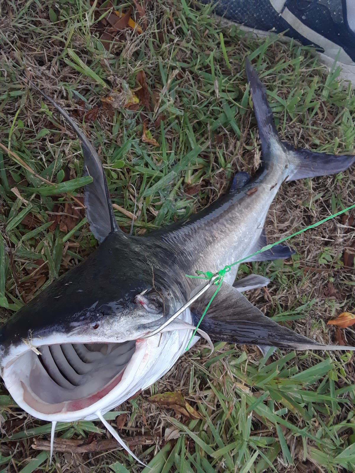 Punta Gorda Isles - Image 1