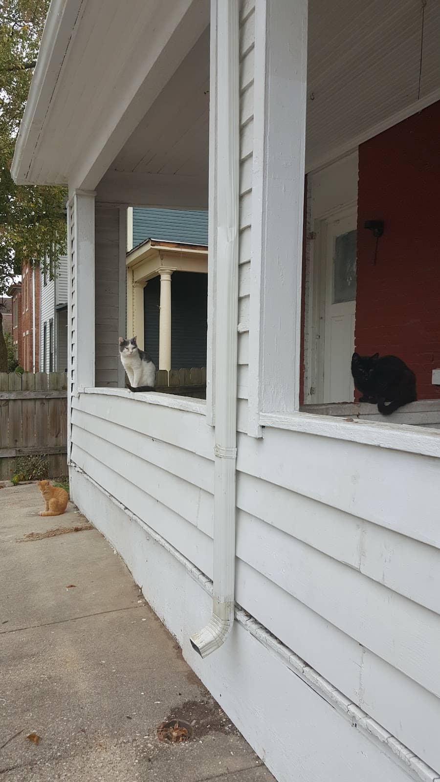 Charming Tree-Lined Streets