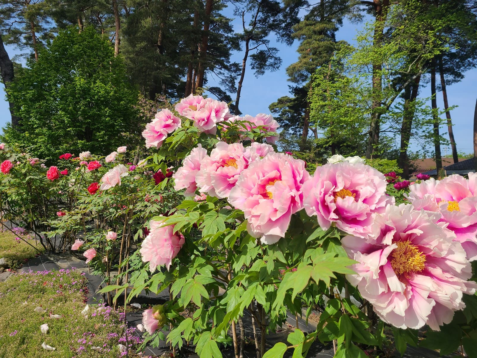 Sukagawa Peony Garden - Image 1