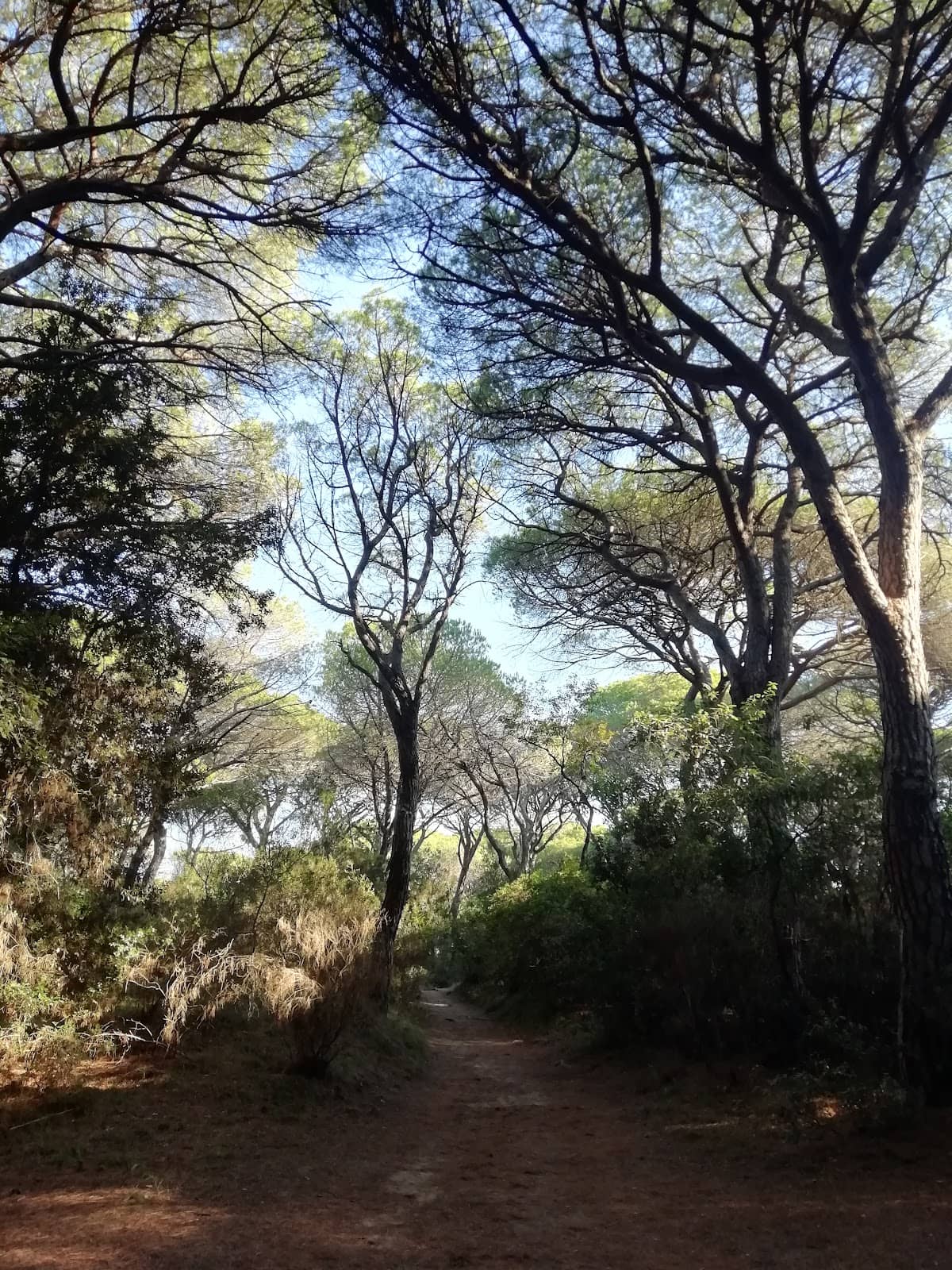 Dog-Friendly Beaches