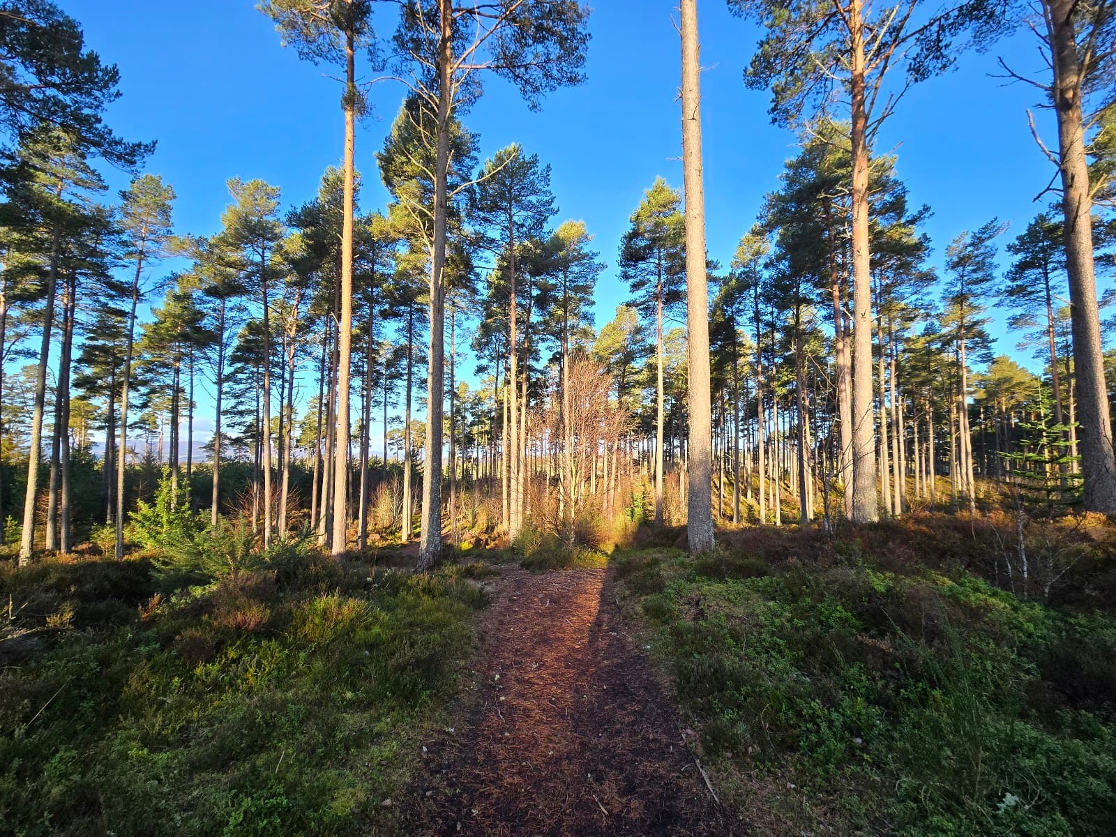 Camore Wood - Image 1