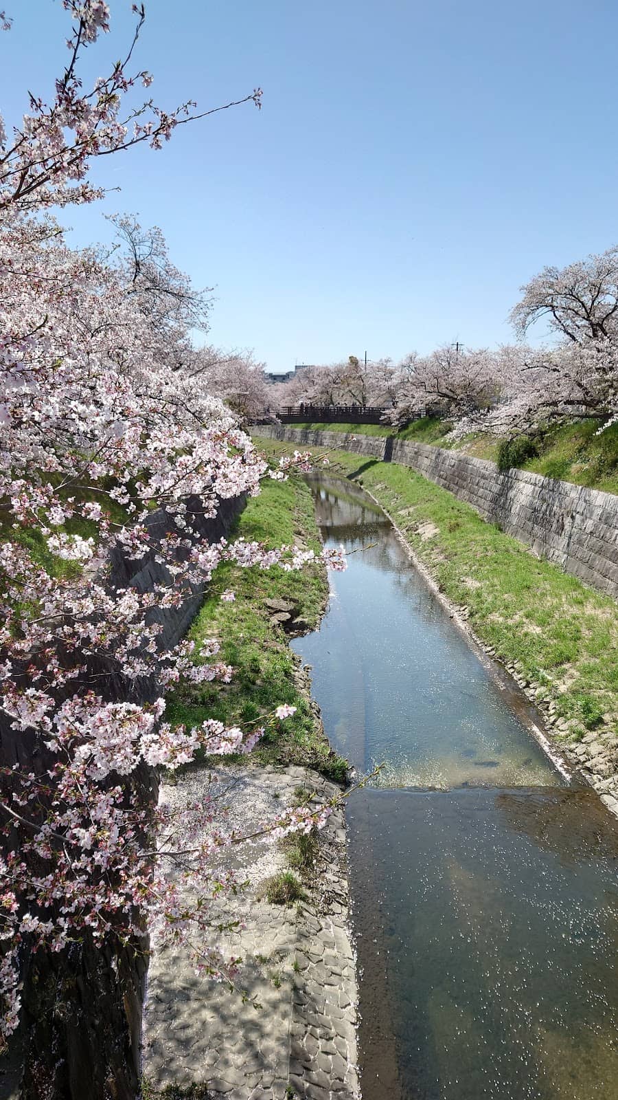 Canal Landscape with Blossoms