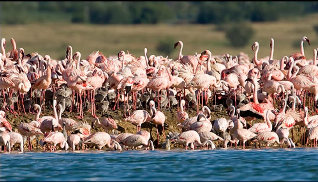 Kamfers Dam Flamingo Pan - Image 1