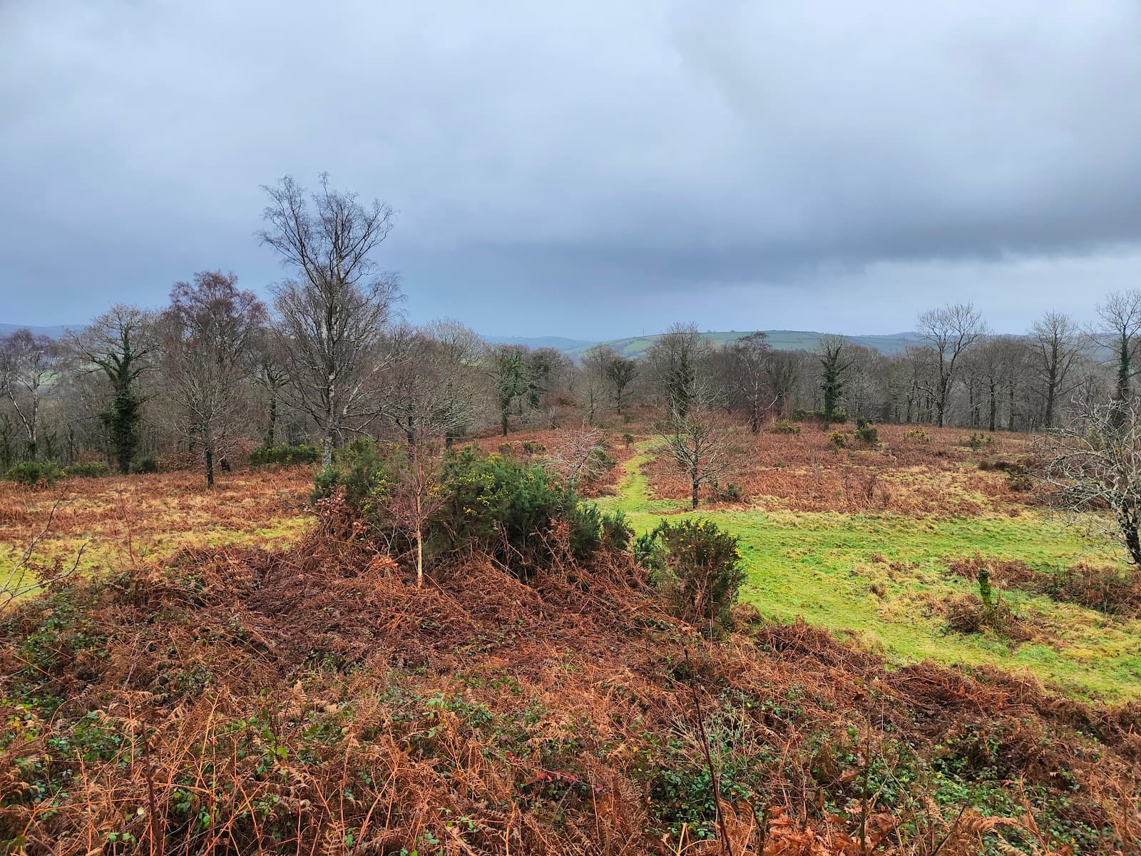 Hembury Woods and Hembury Castle - Image 1