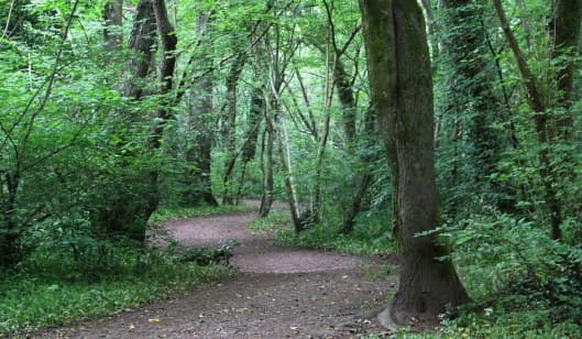 Nant Fawr Woodlands - Image 1