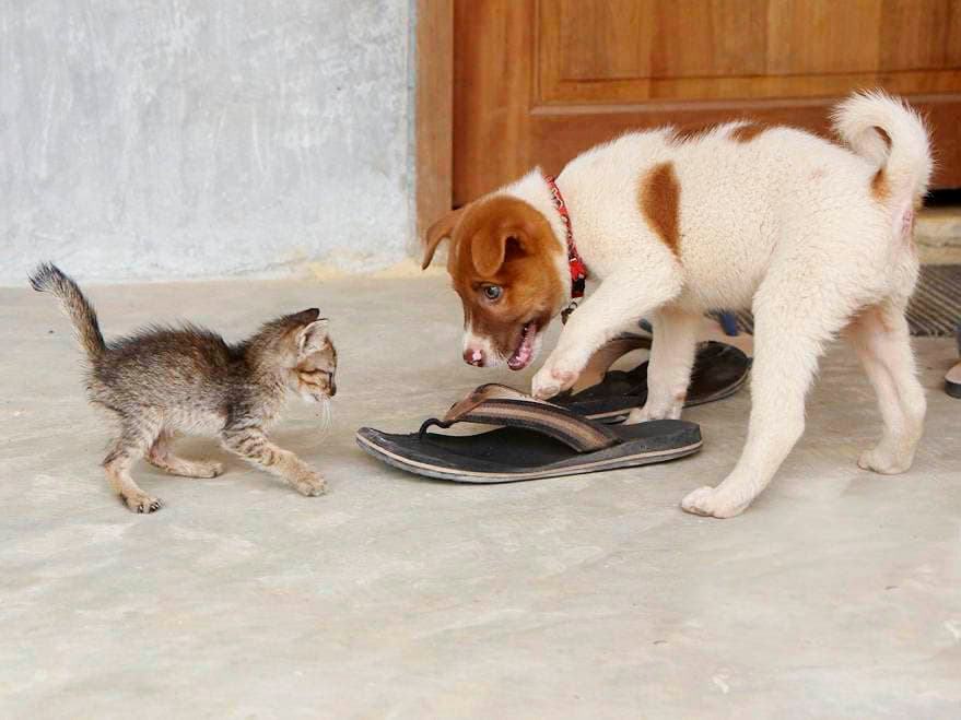 Lanta Animal Welfare Koh Lanta - Image 1