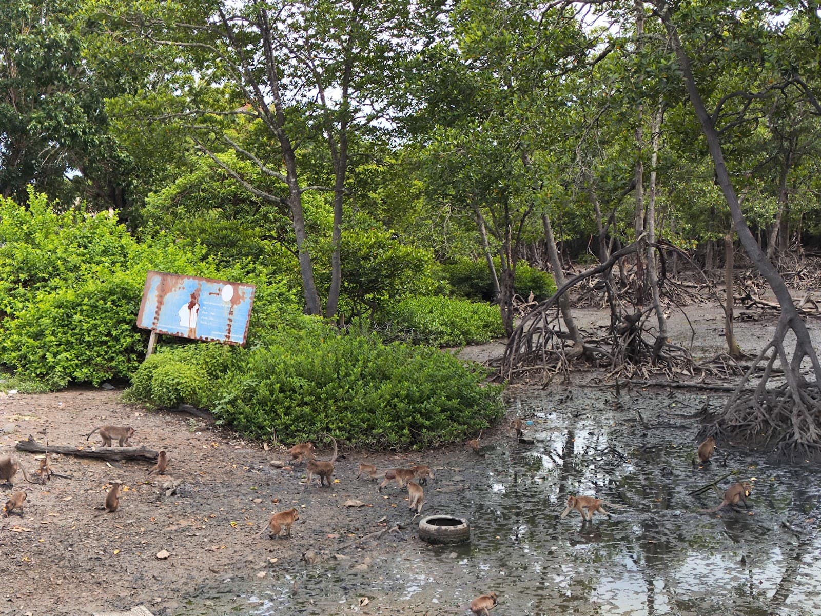 Koh Siray Monkey Feeding Platform - Image 1