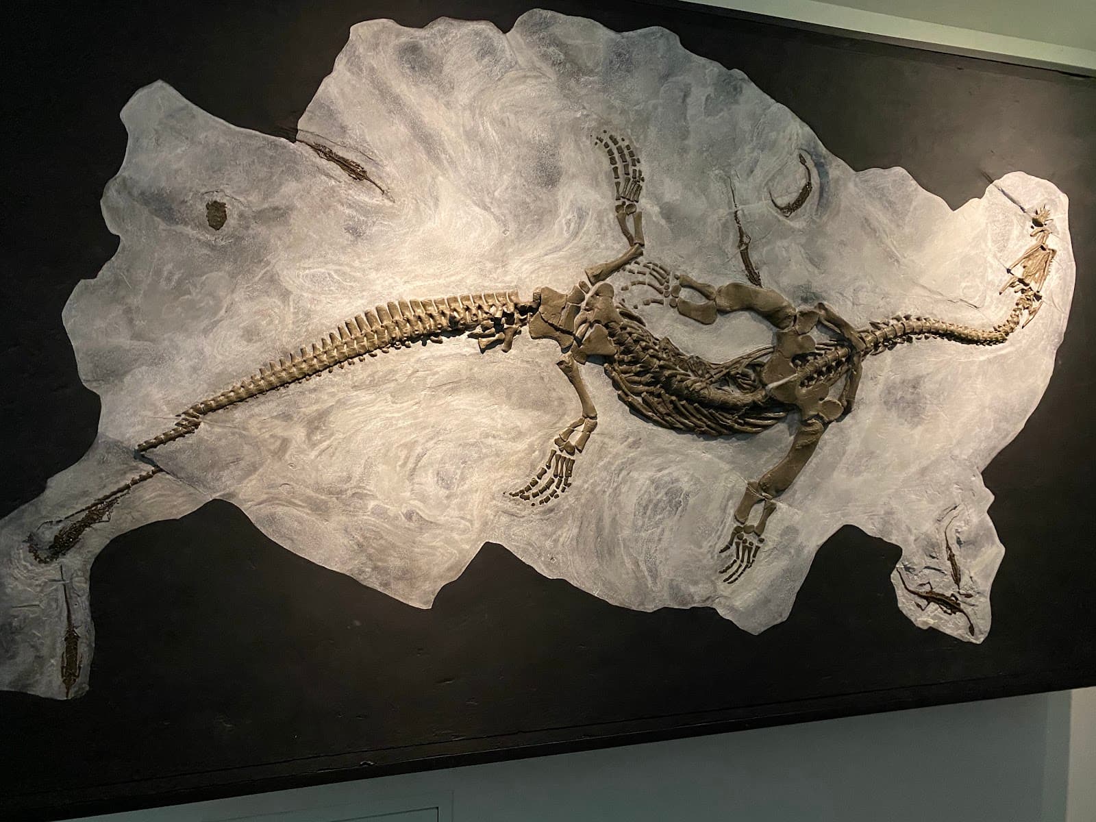 Museo dei Fossili del Monte San Giorgio (Meride) - Image 1