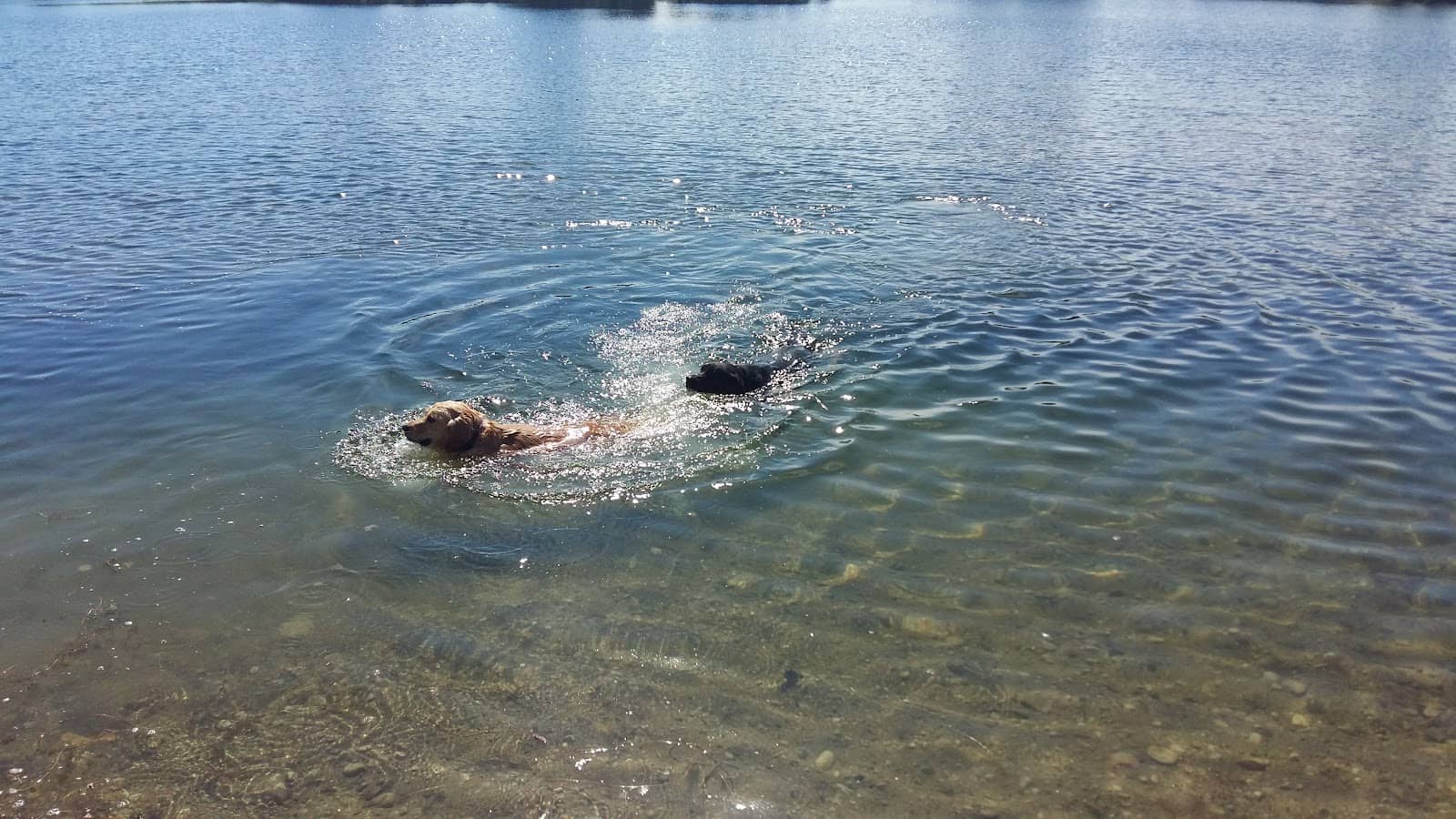 Wildlife Observation