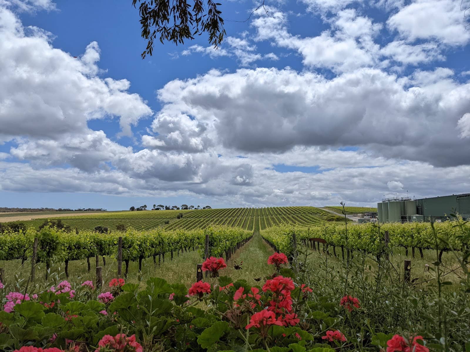 Hardys Tintara Winery