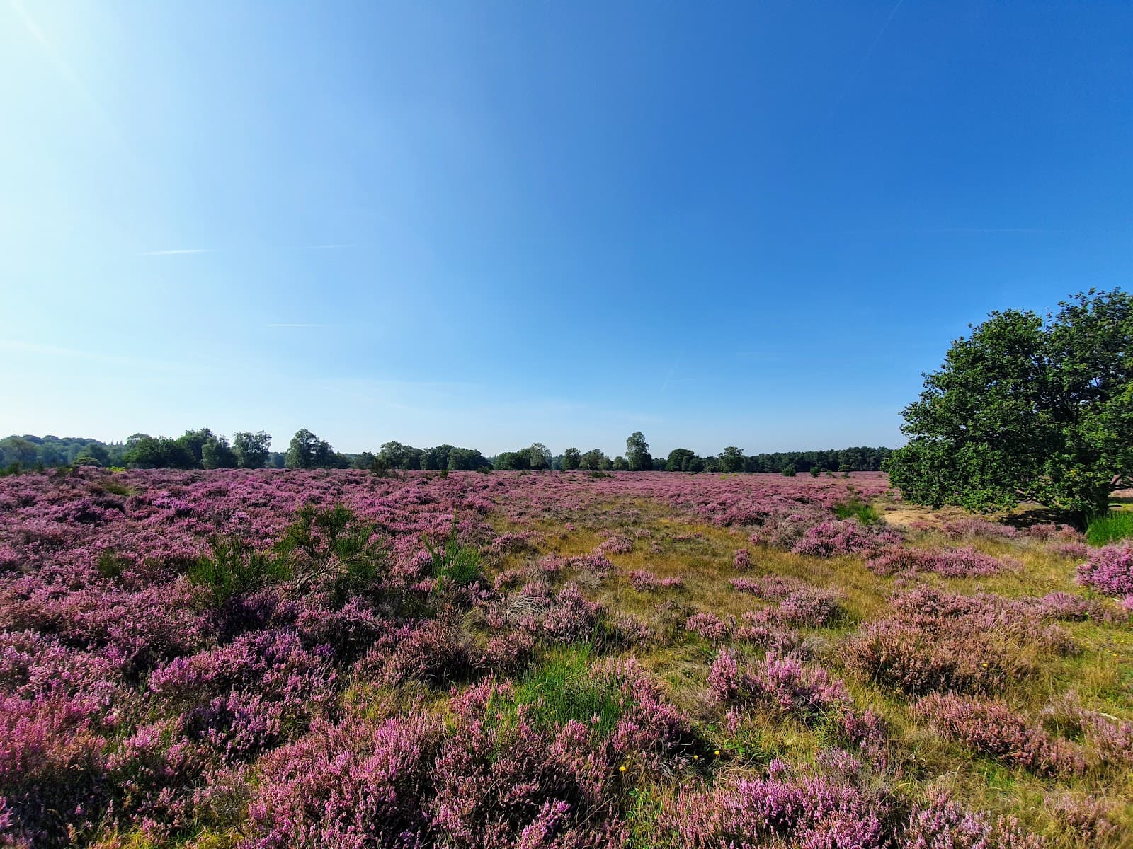 Westerheide (Hilversum Heath) - Image 1