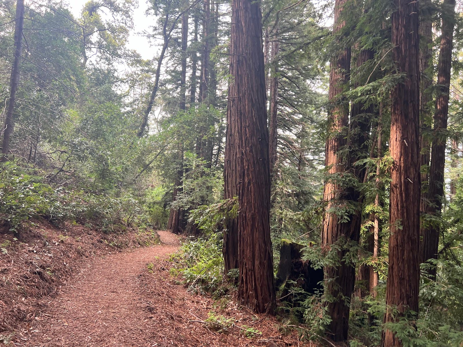 Huddart Park - Image 1