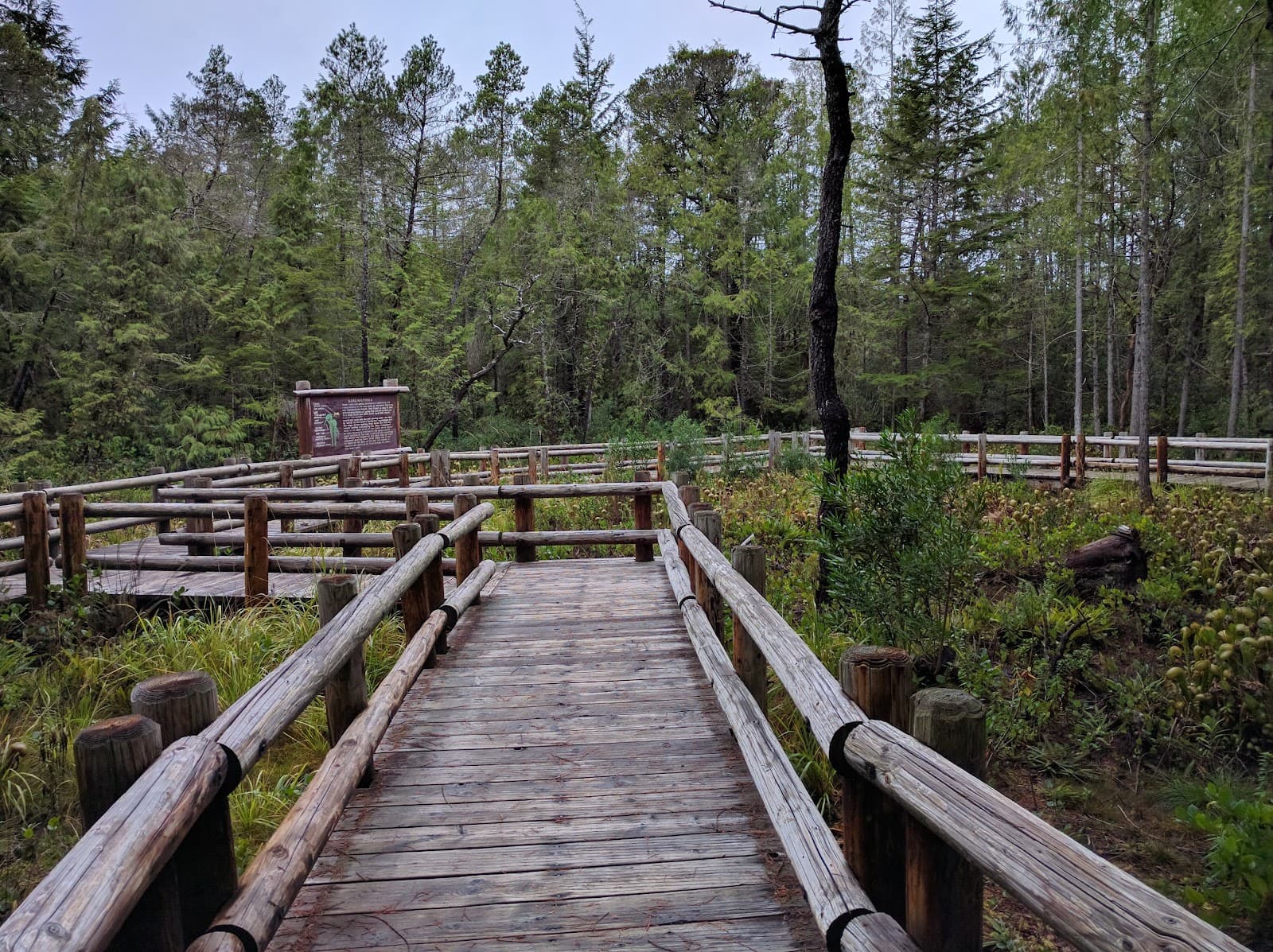 Darlingtonia State Natural Site - Image 1