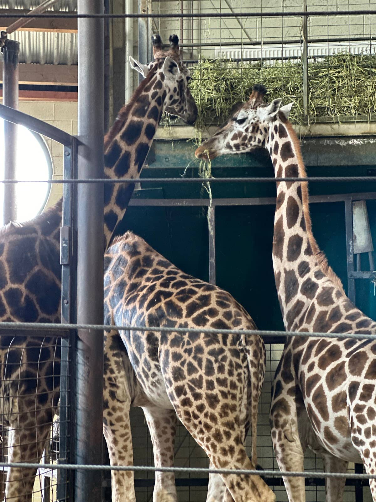 Snow Leopard's Grace