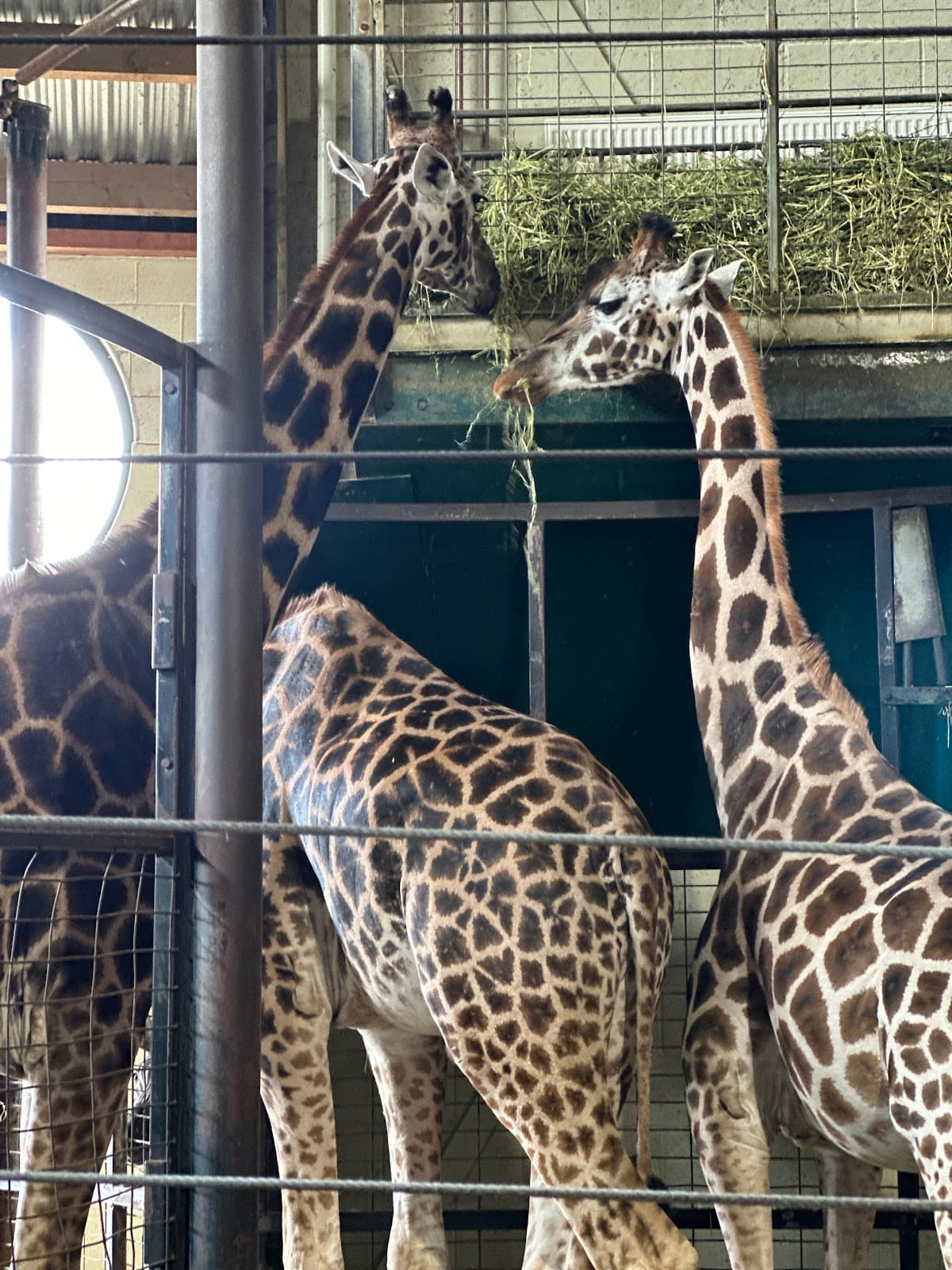 Marwell Zoo - Image 1