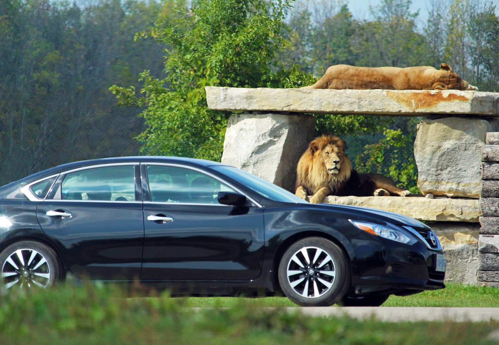 African Lion Safari - Image 1