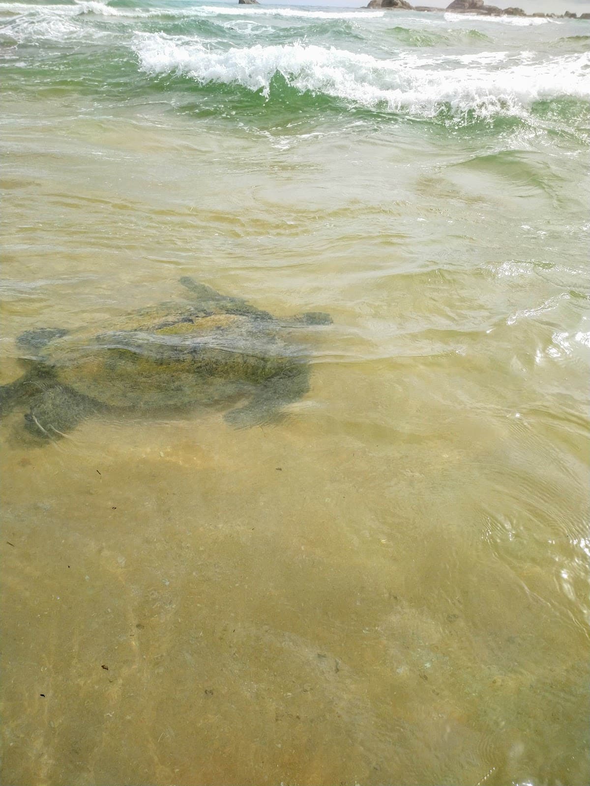 Hikkaduwa Turtle Beach - Image 1