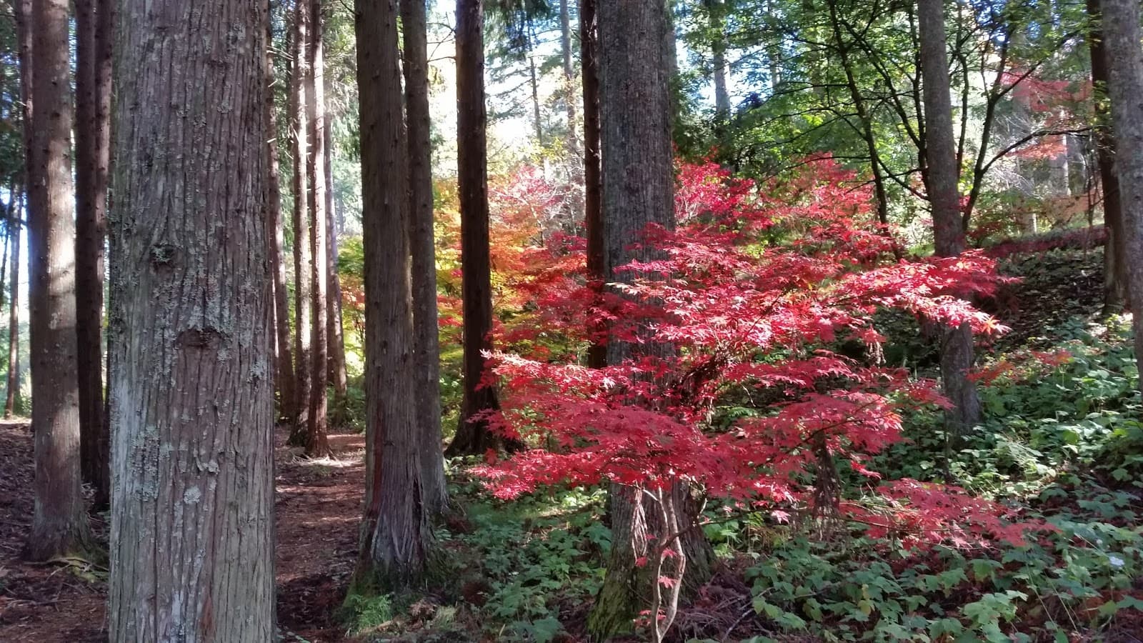 Eastwoodhill Arboretum - Image 1