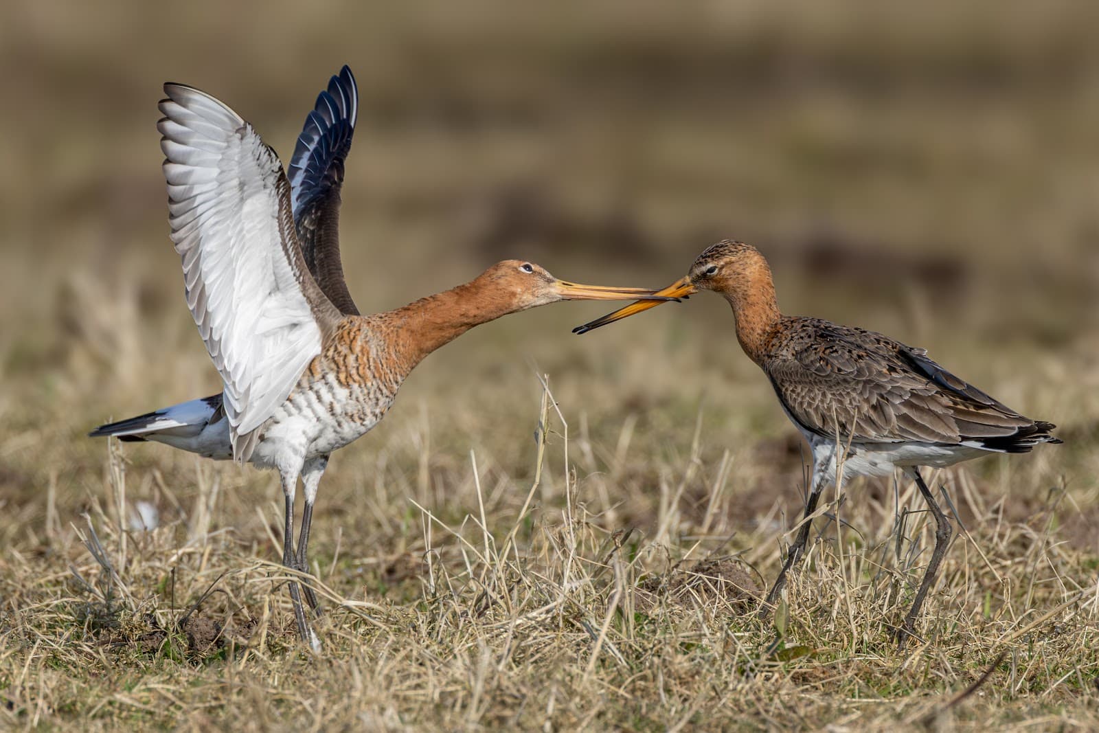 Arkemheen Polder - Image 1