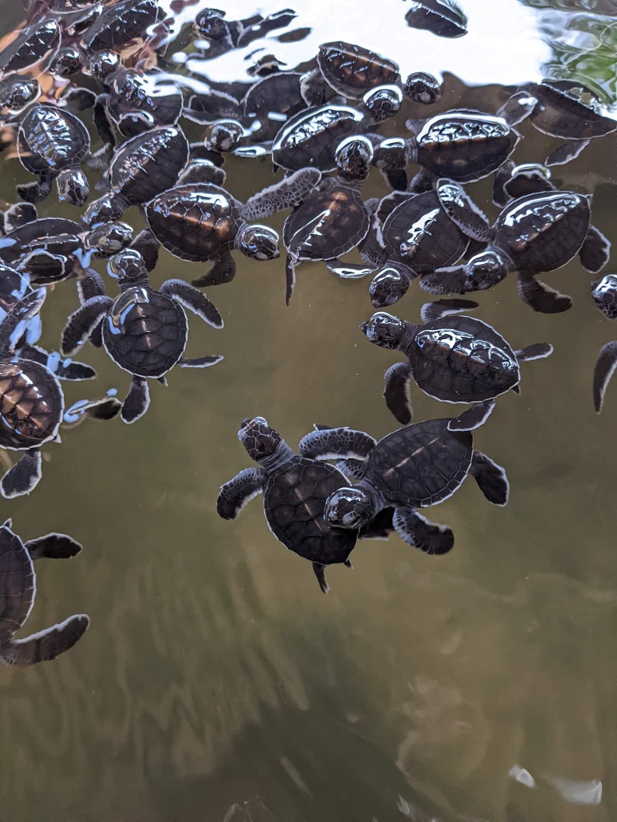 Kosgoda Turtle Hatchery - Image 1