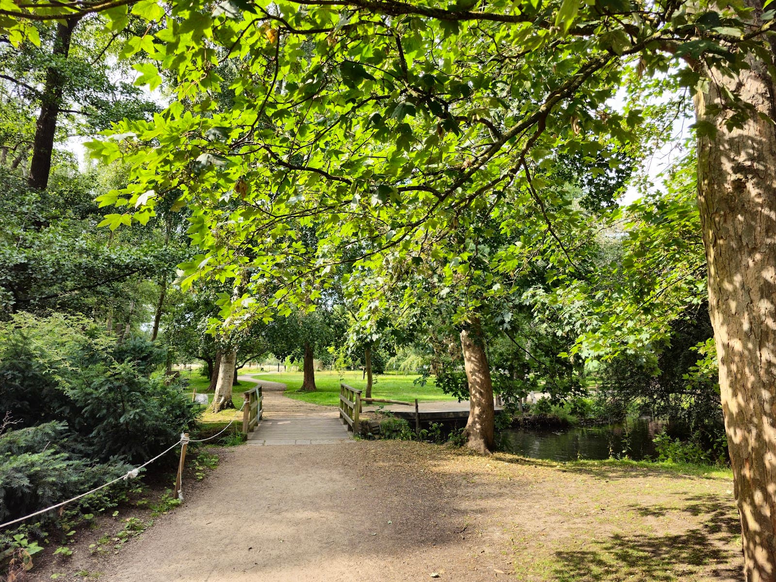 Bushy Park - Image 1
