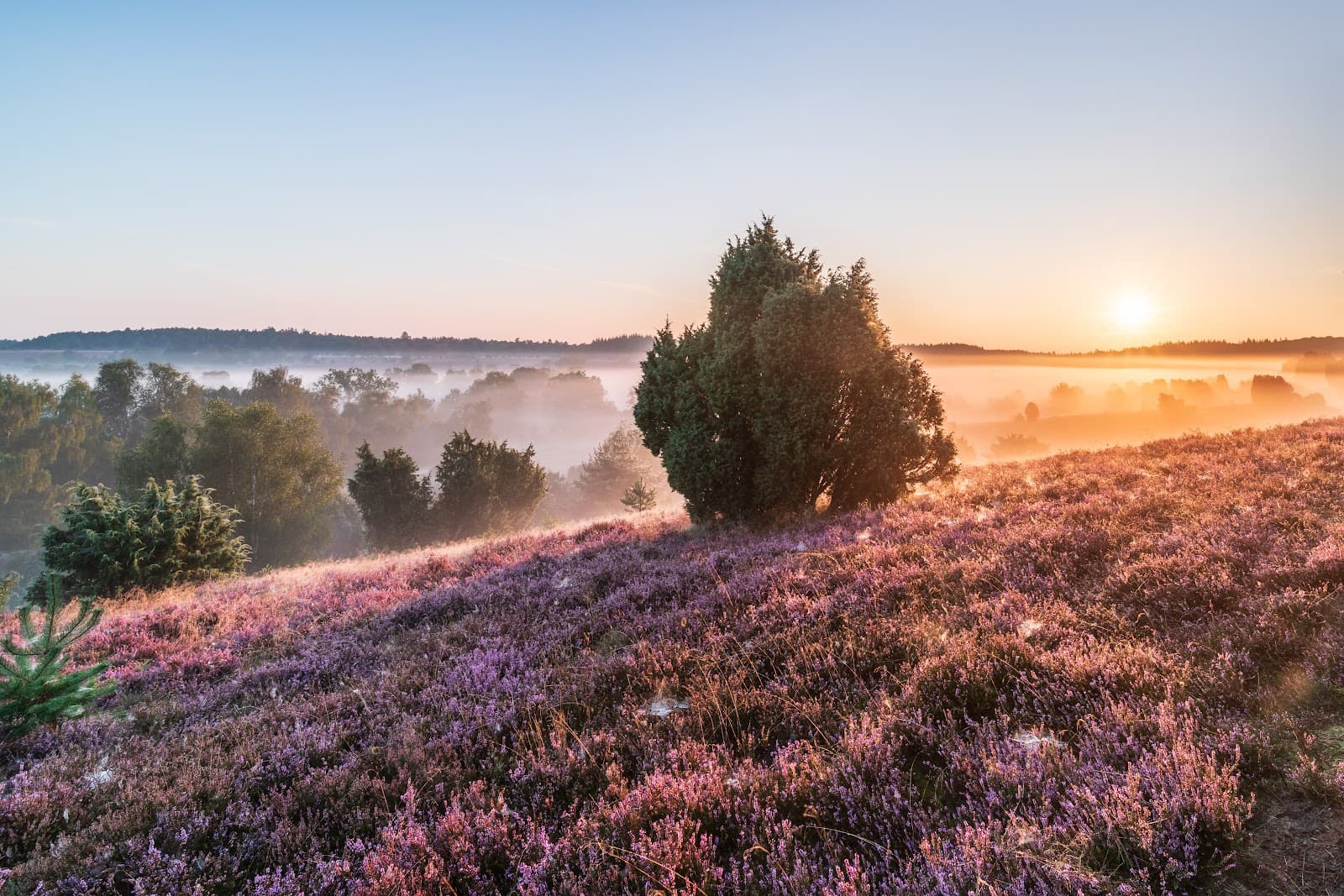 Lüneburg Heath Nature Park - Image 1