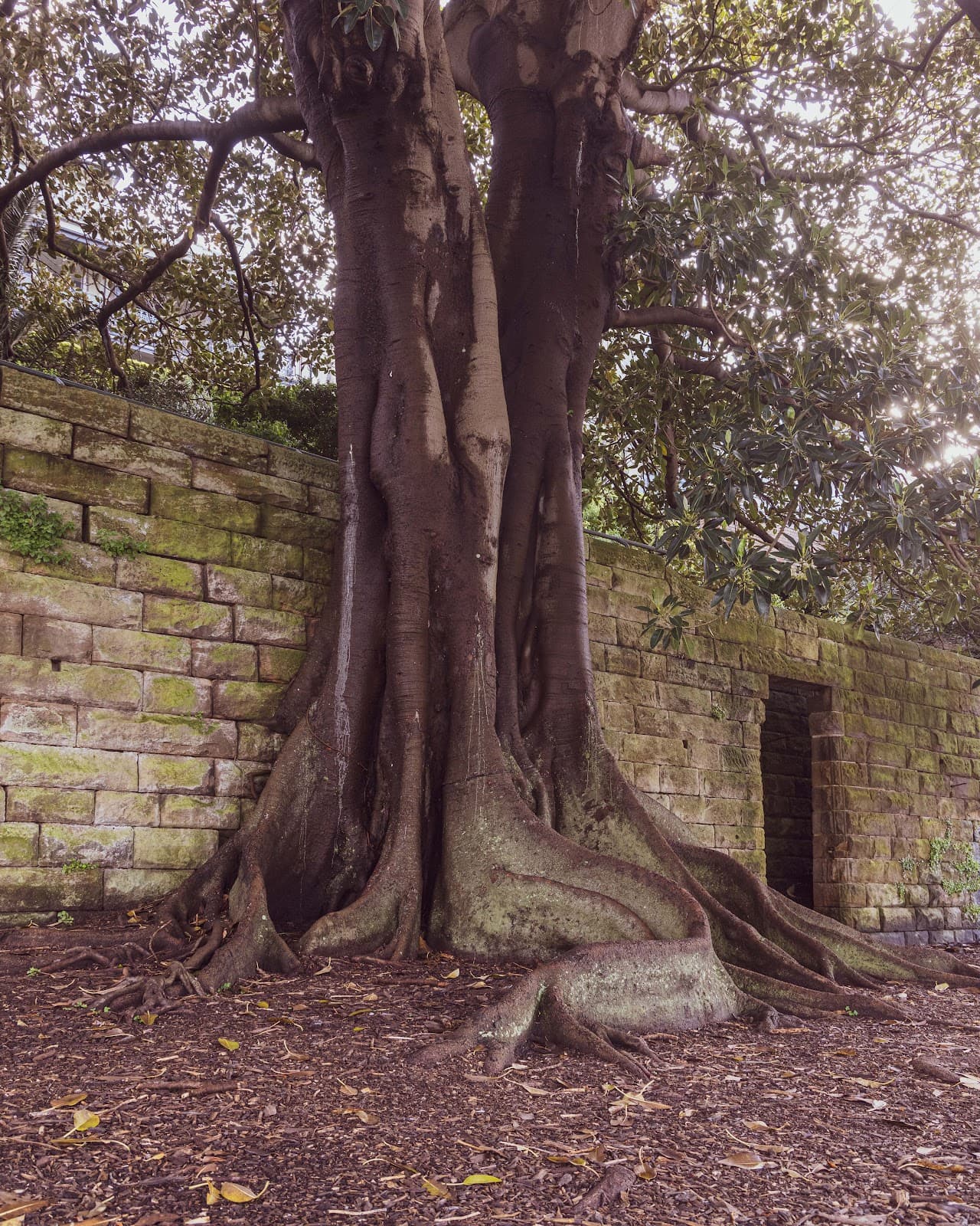 Kirribilli Foreshore - Image 1