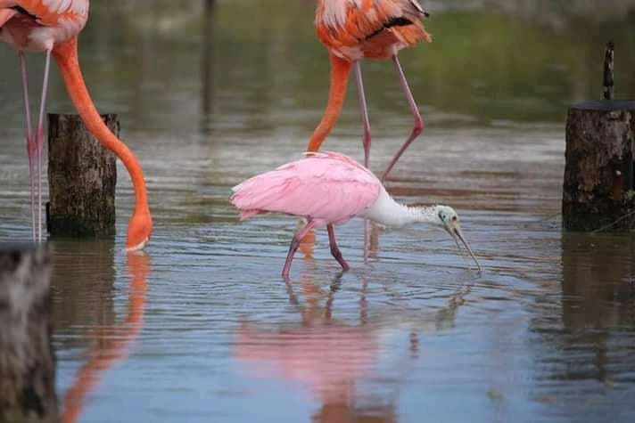 Flamingo Viewpoint (Las Coloradas) - Image 1