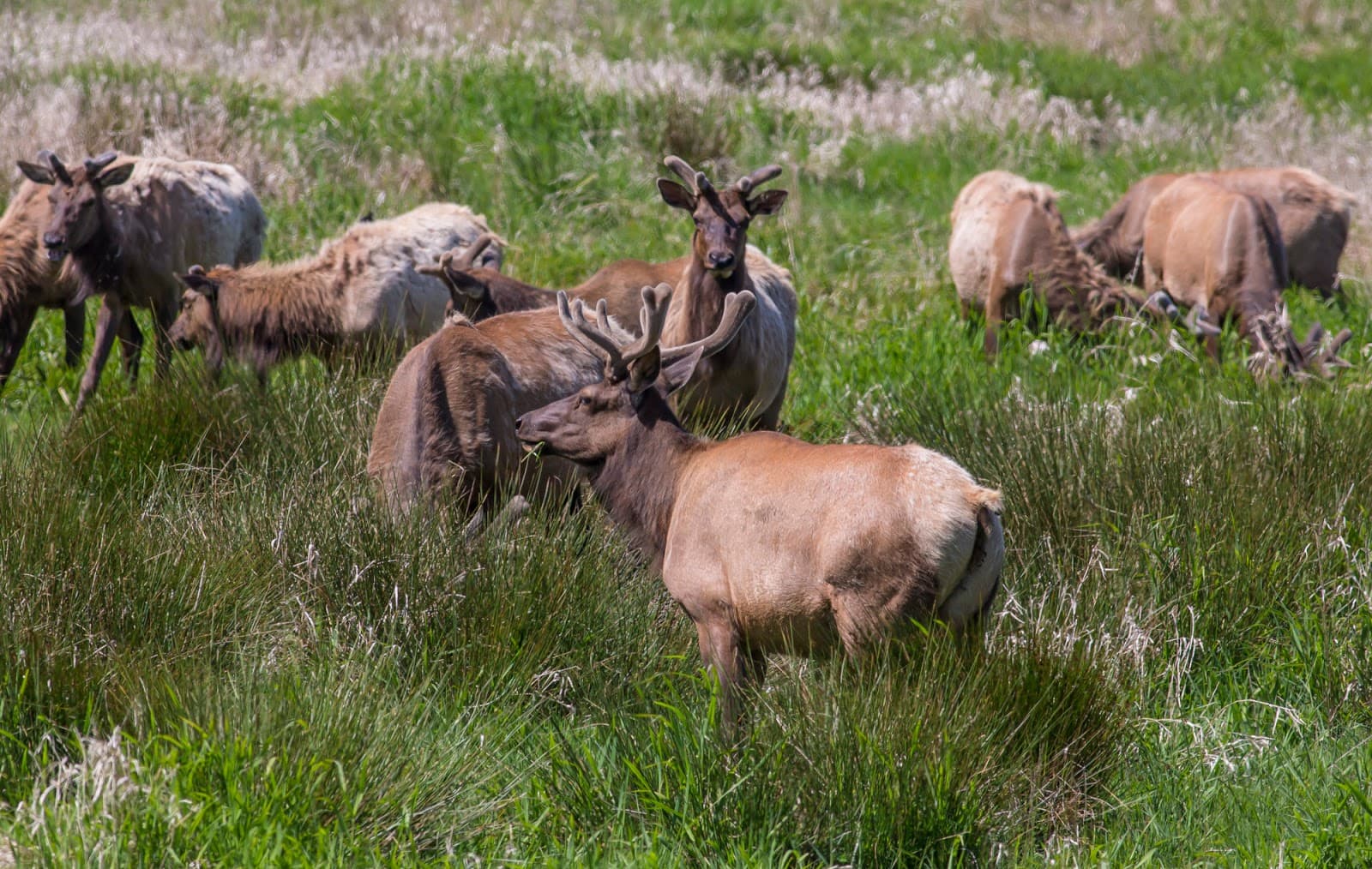 Dean Creek Elk Viewing Area - Image 1