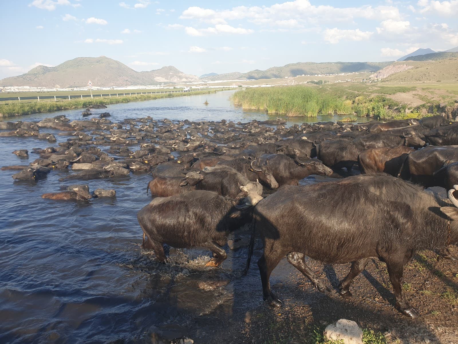 Hürmetçi Sazlığı (Yılkı Horses) - Image 1