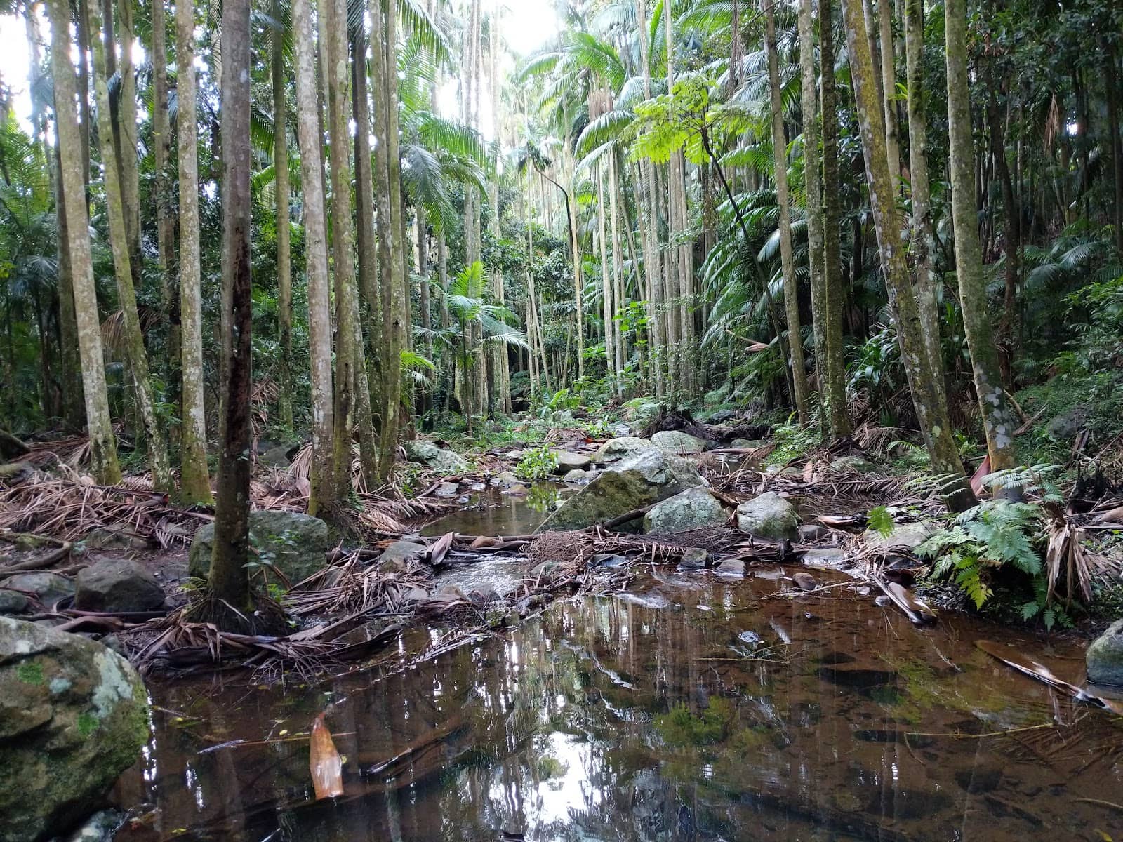 Carpet Python Sighting