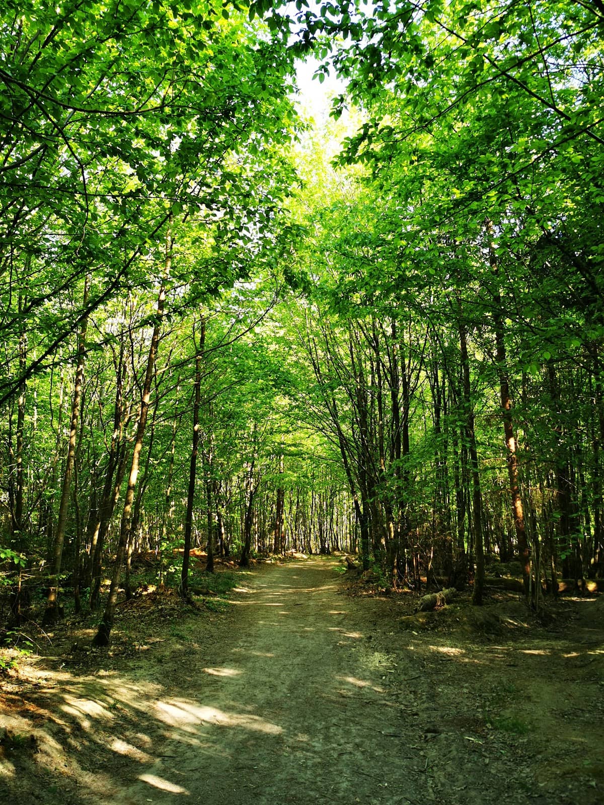 Forest Trekking & Cycling Paths
