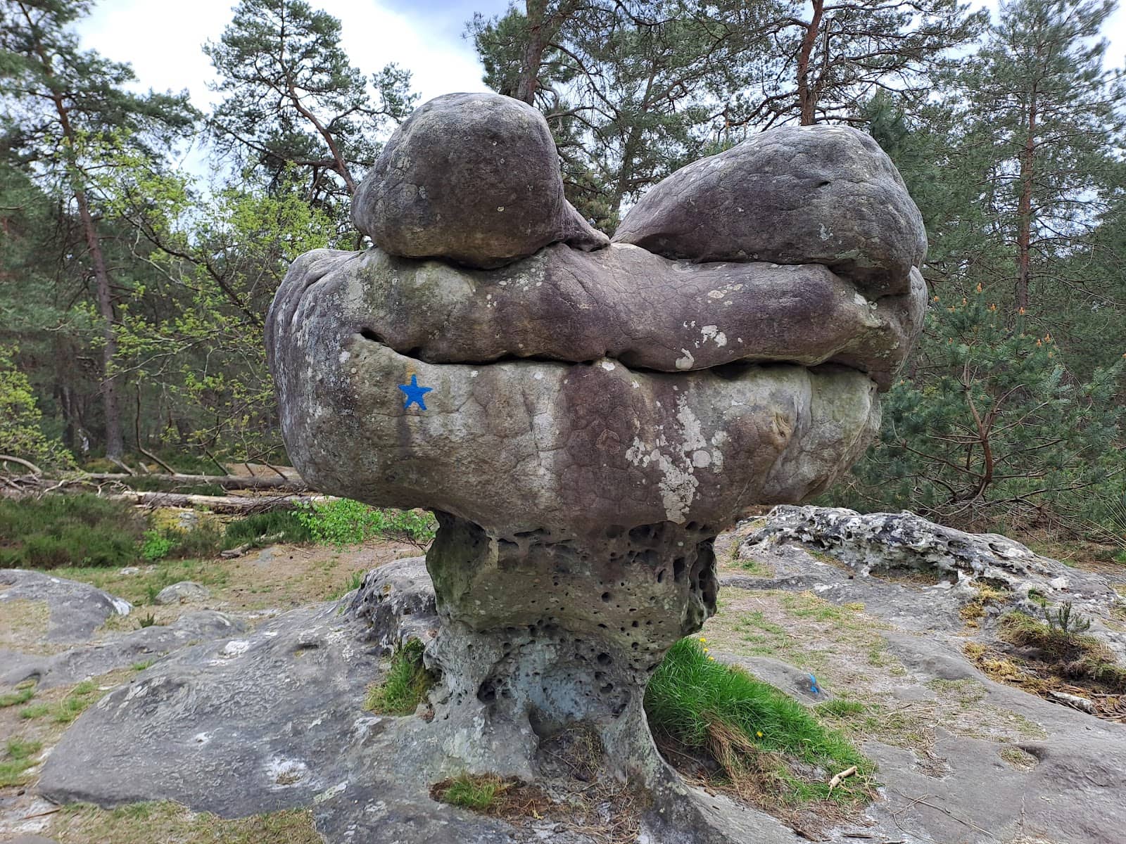 Panoramic Forest Views