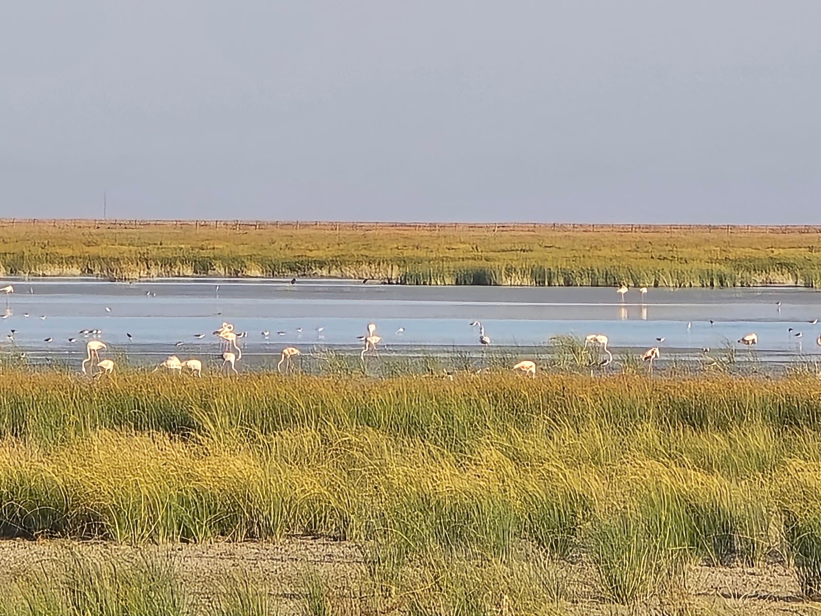 Doñana National Park (Sanlúcar access) - Image 1