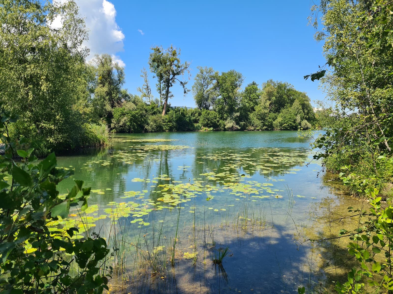 Alter Rhein Nature Area - Image 1