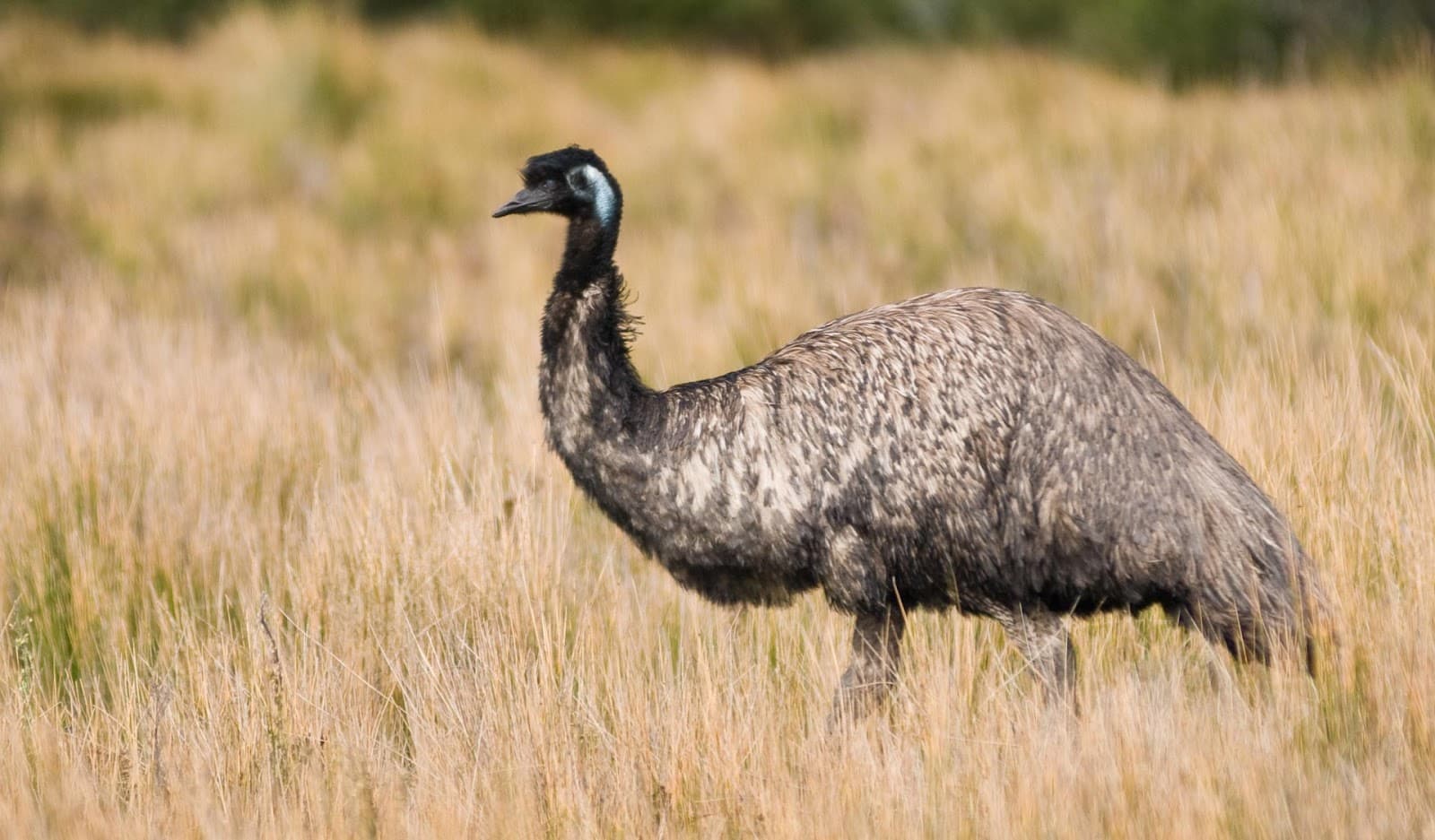 Hattah-Kulkyne National Park - Image 1