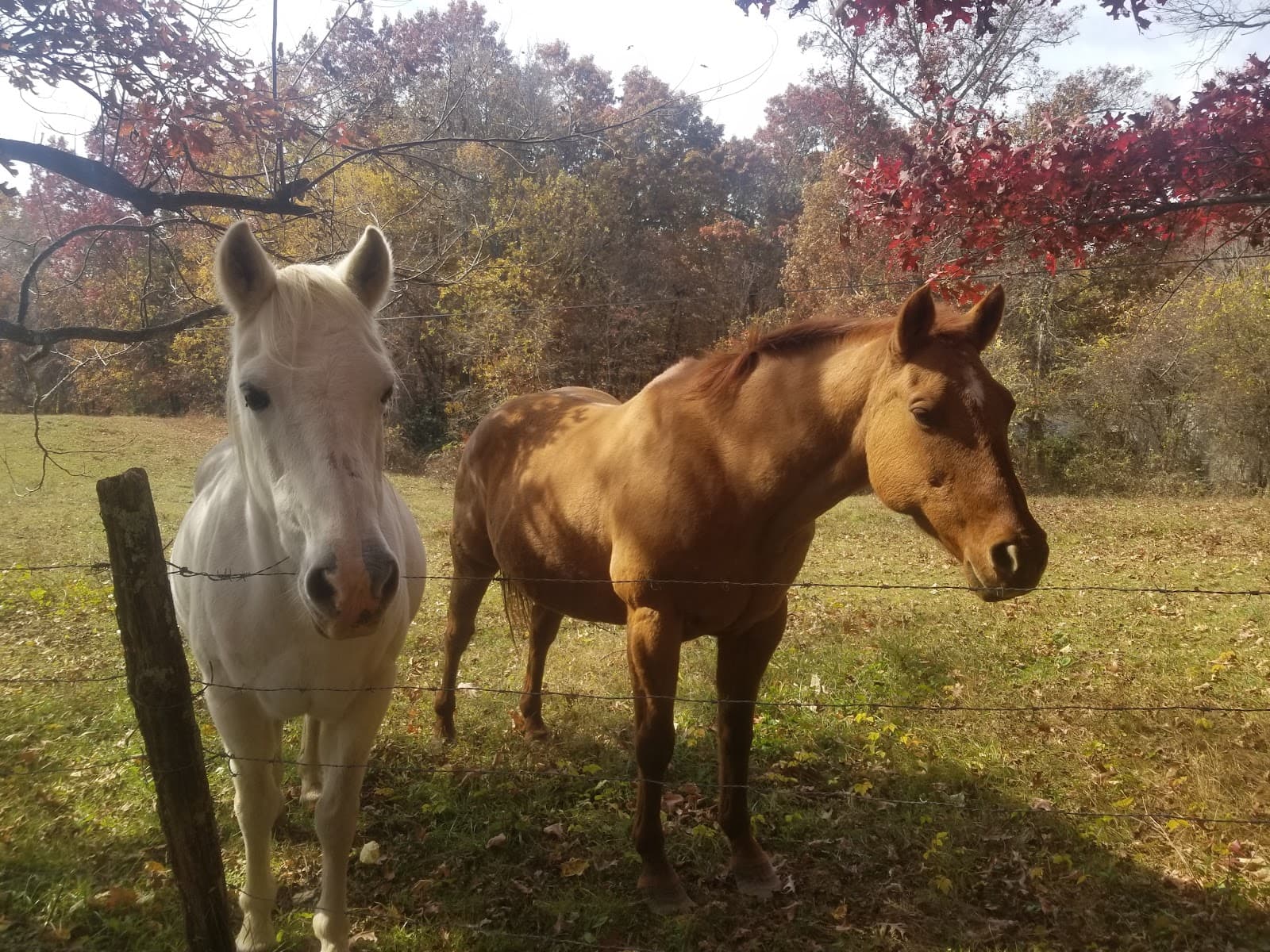 Little Switzerland - Image 1