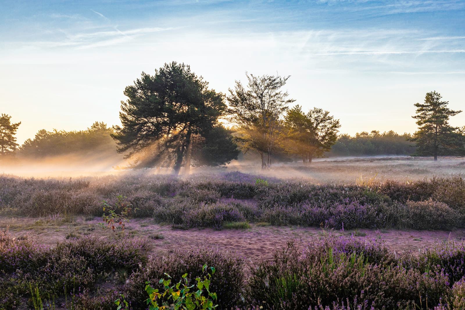 Mehlinger Heide (Heath) - Image 1