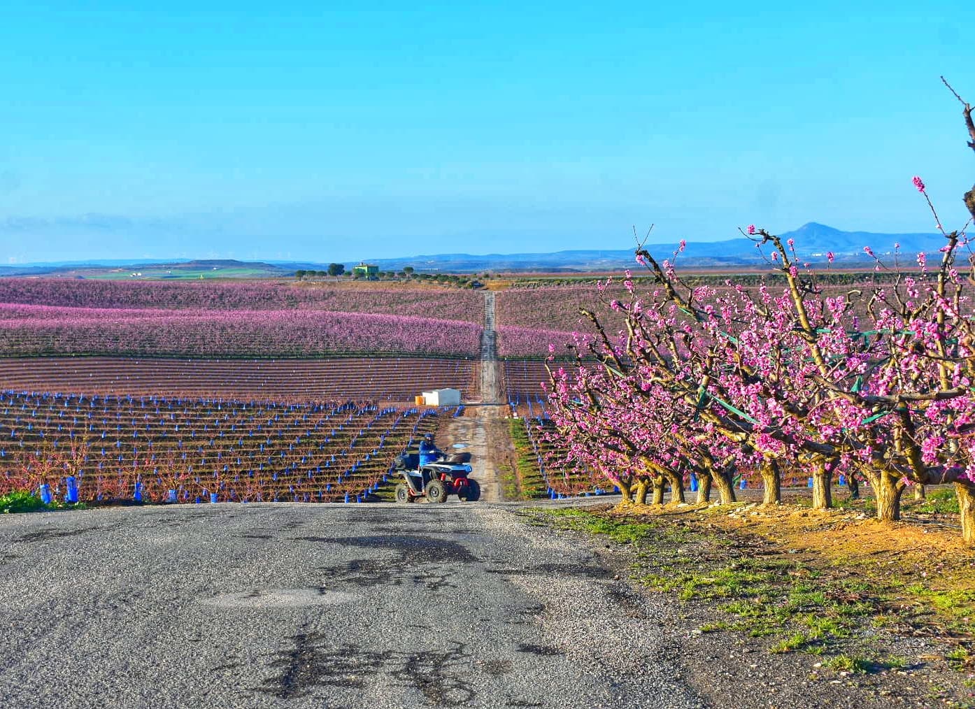 Aitona Blooming Fields - Image 1