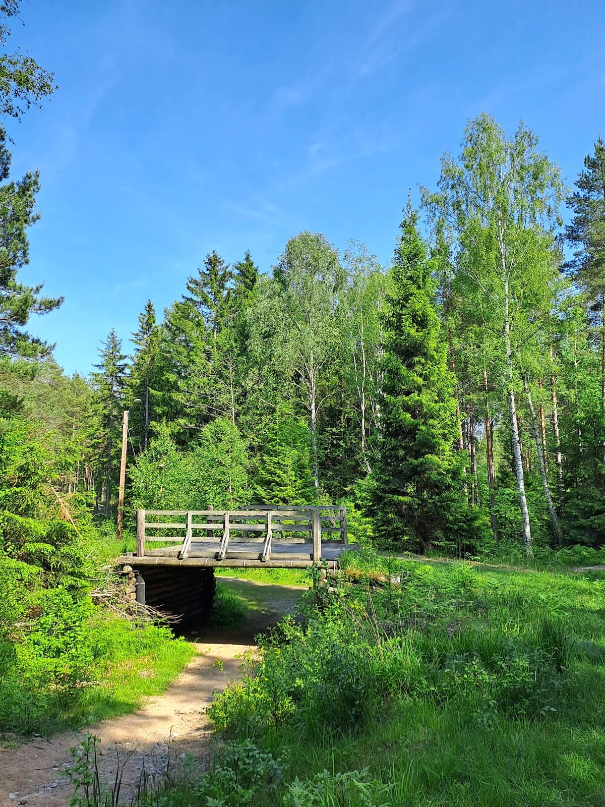 Old-Growth Forest Charm