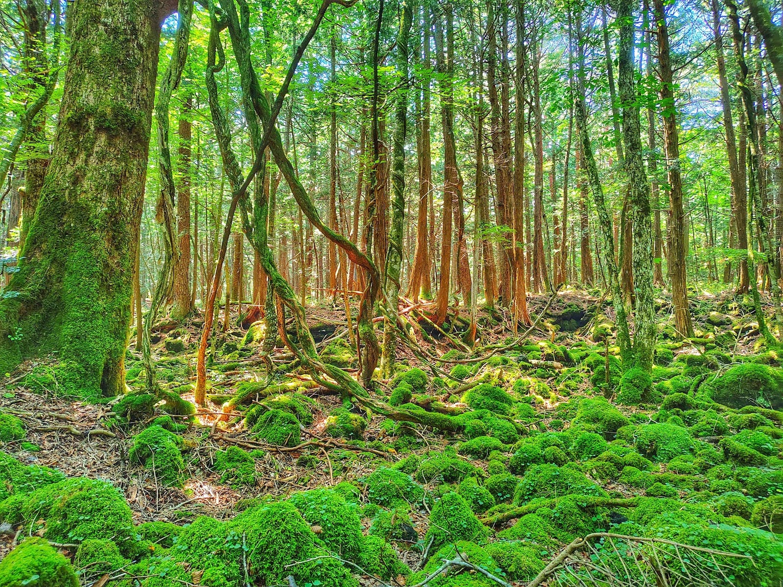 Jukai Nature Trail (Aokigahara) - Image 1