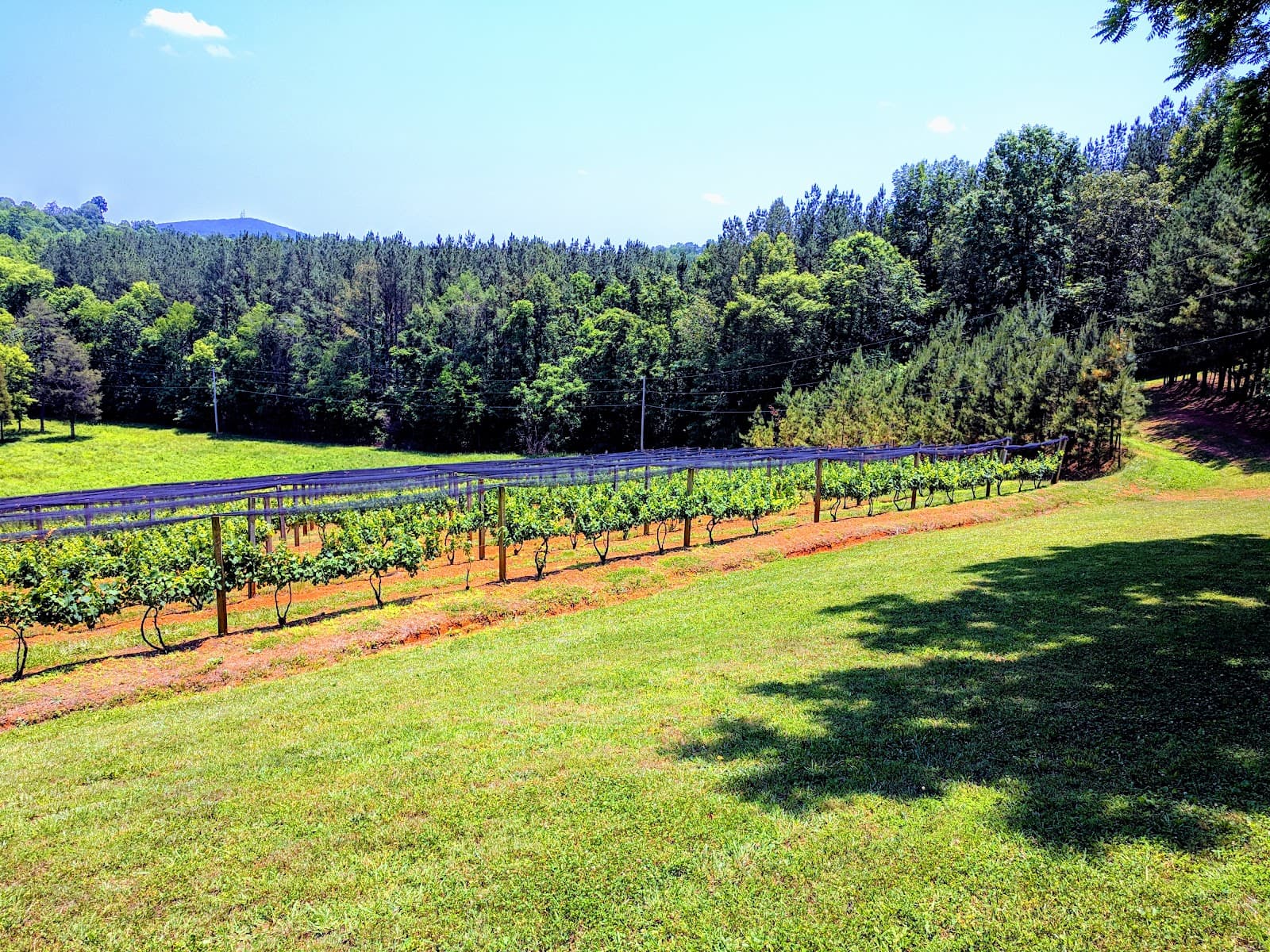 Zimmerman Vineyards - Image 1