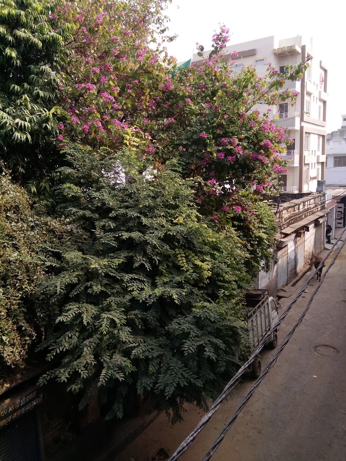 Naya Bazar - Image 1