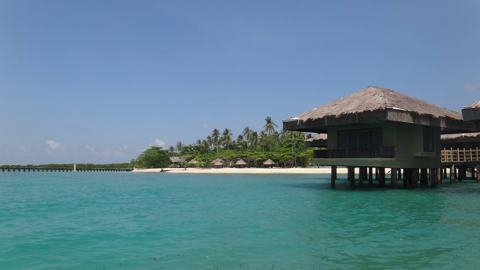 Reef Shark Sightings